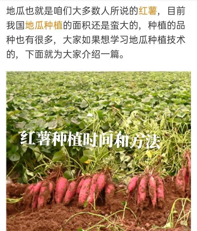 秋季玉米种植技术与管理（时间、方法、技巧、注意事项、收获）