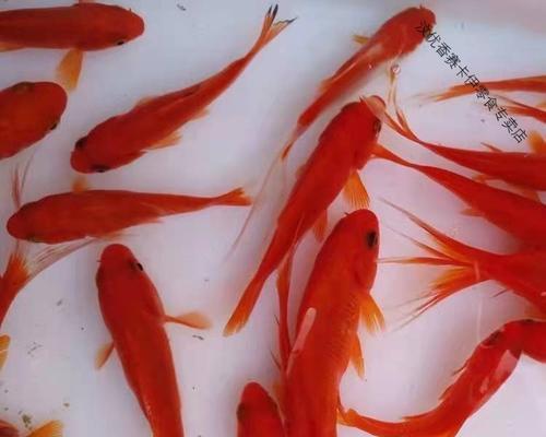 以草金鱼怎么养大（草金鱼养殖技巧与经验分享）