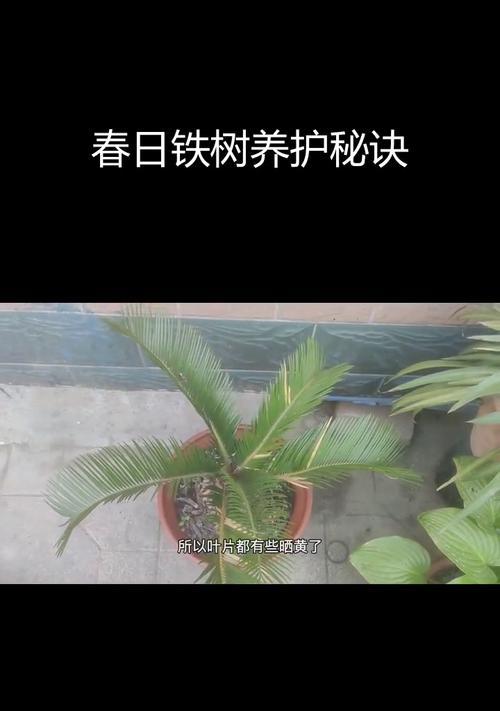 铁树大了，如何换盆？（掌握关键技巧，轻松完成换盆过程）