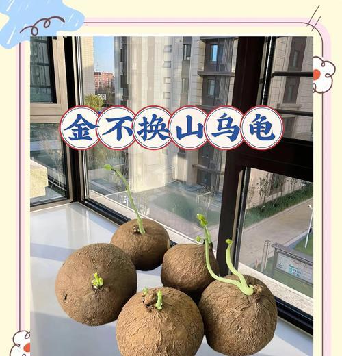 多肉植物山乌龟的养护全攻略（打造一个健康可爱的山乌龟家园）