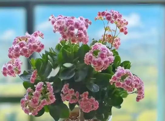 如何控制光照促进长寿花生长？（掌握关键光照因素，让长寿花欣欣向荣）