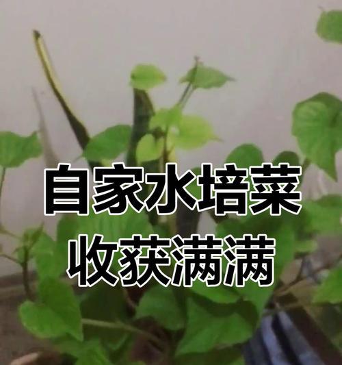 水培白菜养护全攻略（如何养护水培白菜，让它更旺盛？）