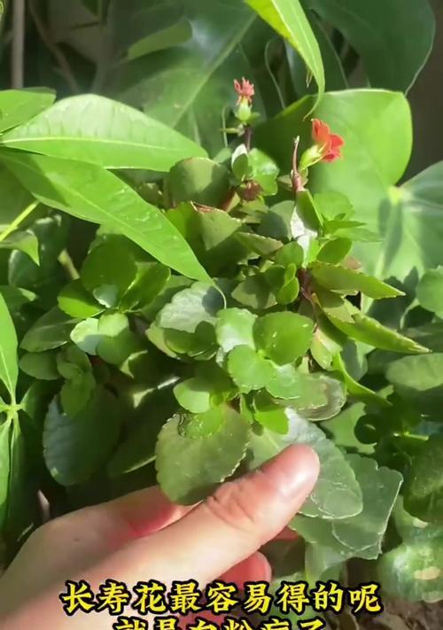 长寿花白粉病根治大全（揭秘长寿花白粉病的成因与治疗方法）