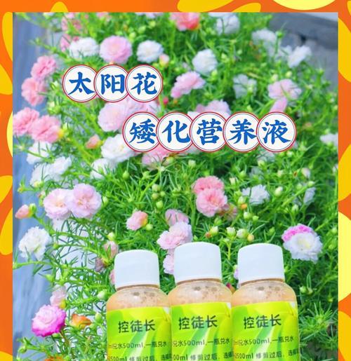 长期不见阳光的花如何保护和恢复（探索阳光对花的重要性及适应方法）
