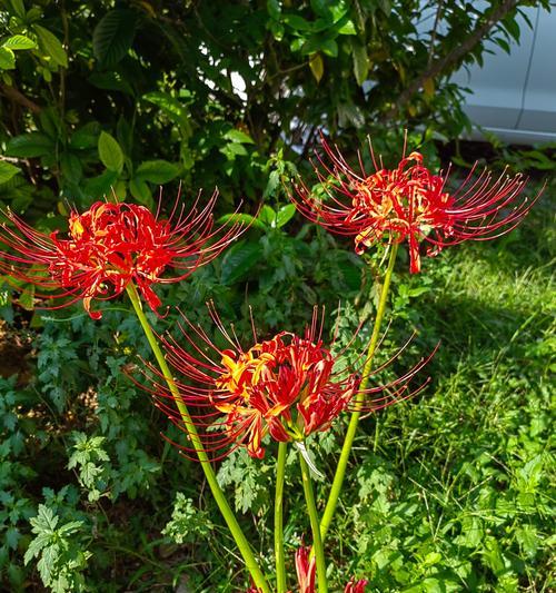 揭秘宁波市花-海棠花（海棠花的历史、特点、文化、栽培技巧等）