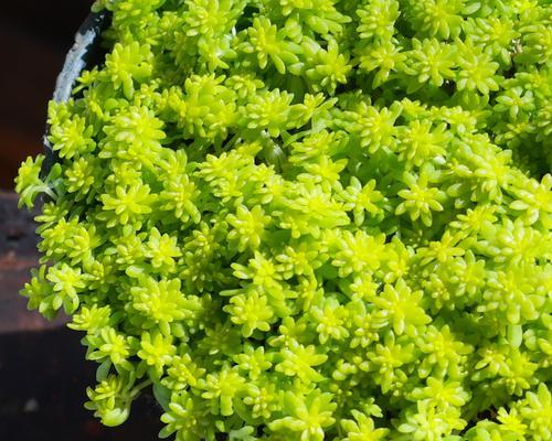 如何有效去除花盆里的护盆草（简单实用的方法帮助您清除困扰的护盆草）
