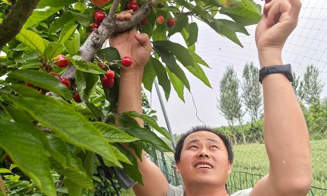 河北地区种植樱桃可行性分析（樱桃栽种对土地和气候的要求及影响）