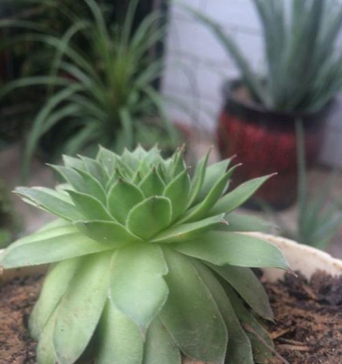 以观音莲如何分株并繁殖新植株？（掌握观音莲分株技巧，轻松繁衍花园美景）