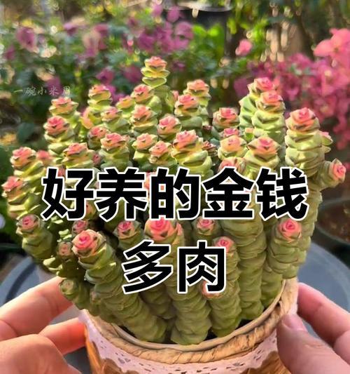 如何有效地押活多肉植物？（钱串养护技巧，让你的多肉常青不凋）