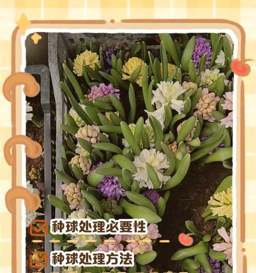 风信子开花后的适宜施肥方法（为你的风信子提供营养）