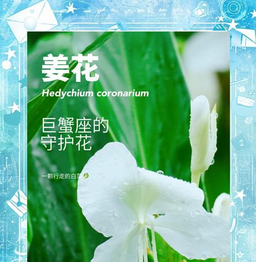 家庭种植姜花的乐趣与技巧（打造美丽的姜花园，享受绿色生活）