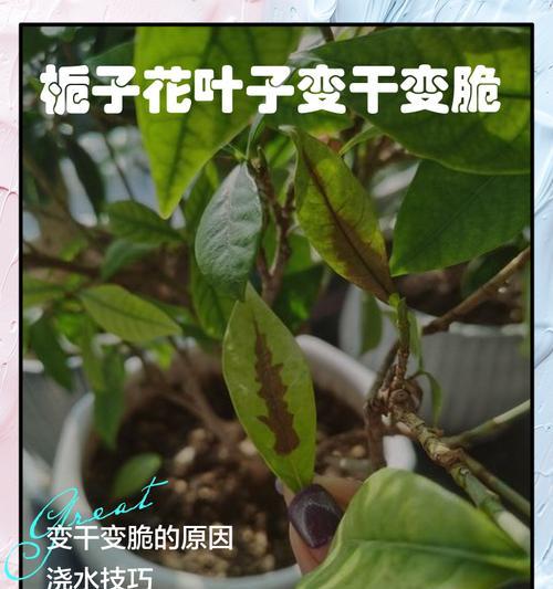 叶子起皱的原因及处理方法（叶子起皱的常见原因和有效处理方法）