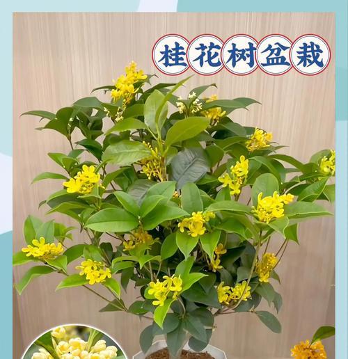 桂花树的养殖技巧与方法（打造旺盛的桂花树——从养护到繁殖的全面指南）