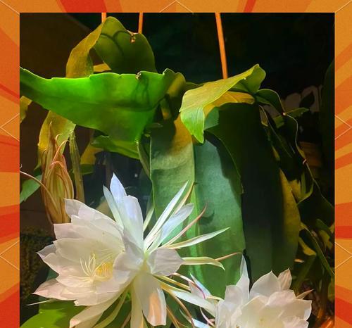 昙花的繁殖方法和注意事项（了解昙花繁殖技巧，培养美丽花园）