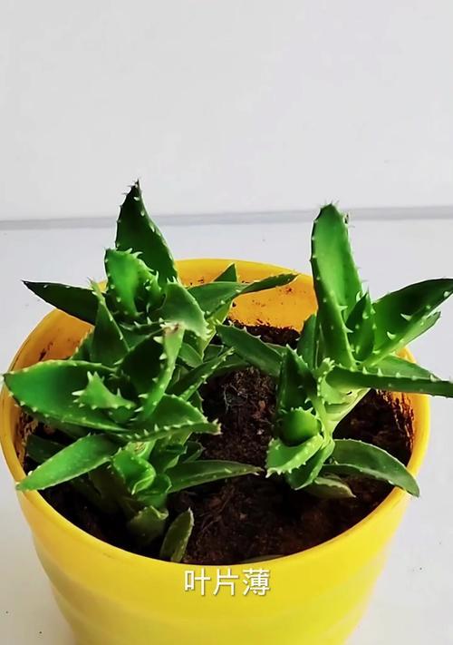 芦荟的生长全过程（探究芦荟的生命周期及关键环节）
