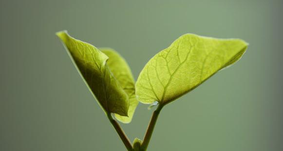 探秘魔豆之神奇植物（发现魔豆的生长环境、营养成分及用途）