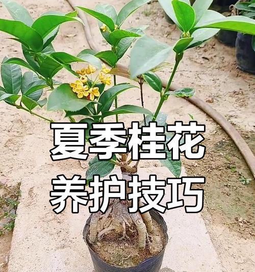 如何最佳保养桂花树，让其茁壮成长（桂花树的关键保养要点和技巧，助您打造芬芳宜人的花园）