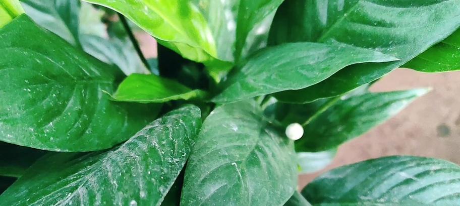 白掌花朵发黄的原因及处理方法（解决白掌花朵发黄问题，让花儿重现光彩）