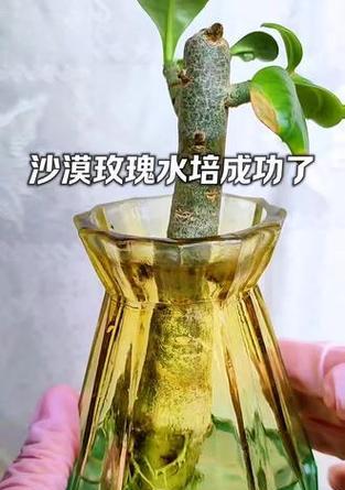 秋季水培沙漠玫瑰的养殖技巧（轻松掌握水培沙漠玫瑰的关键要点）