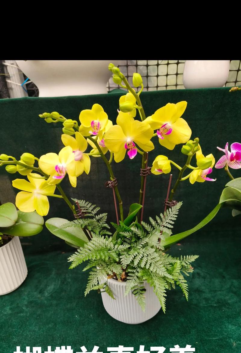 蝴蝶兰是否能够直接暴晒阳光？（探讨蝴蝶兰的光照要求和阳光曝晒的影响）