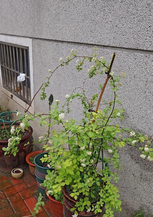 蔷薇花的浇水技巧（如何正确浇水让蔷薇花茁壮成长）