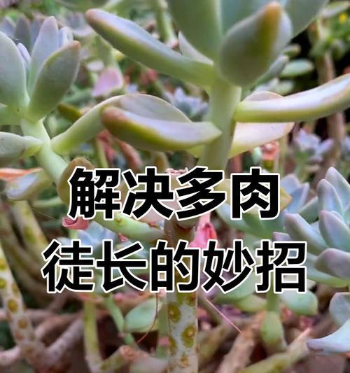 多肉徒长没型了怎么办？（解决多肉植物徒长没型问题的有效方法）