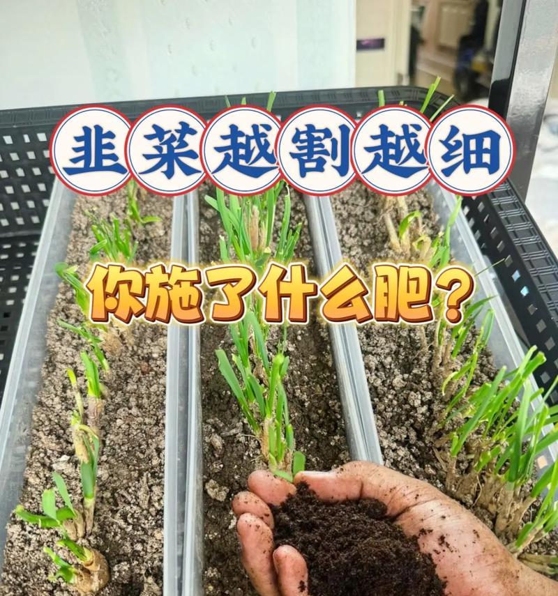 韭菜的养护技巧（充足的水分是关键）