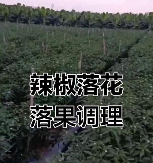 探究辣椒落果原因的科学解释（从生长环境到自然生态透视落果现象）