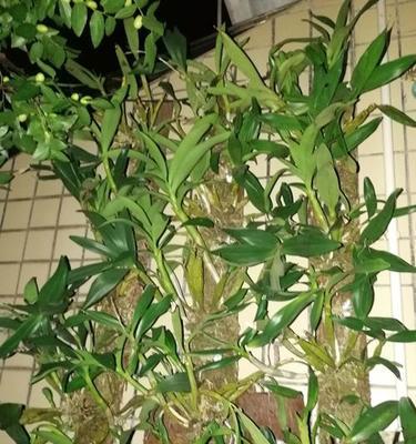 如何科学浇水，让卡特兰夏天茁壮成长（掌握关键技巧，为卡特兰夏季生长保驾护航）