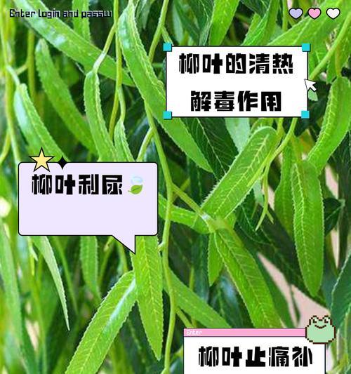冬天柳树掉叶子的原因（探究柳树在寒冬中掉落叶子的原因以及如何保护柳树）