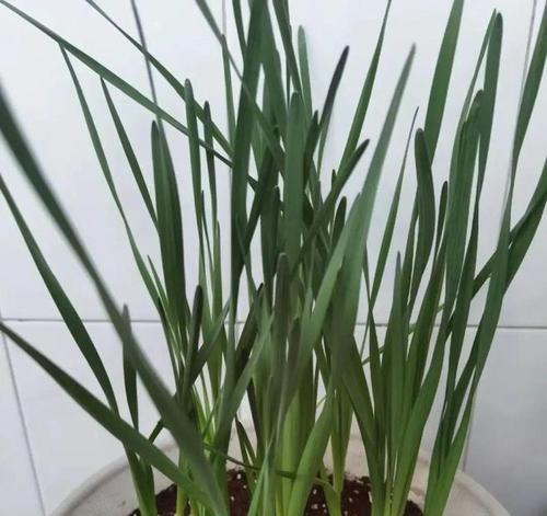 从水培到土培（探索将水培花草种植到土壤中的方法和技巧）