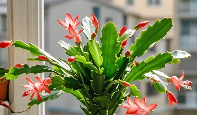 河南冬天适合种植的花卉品种推荐（打造温馨浪漫的冬日花园，选对花品种很关键）