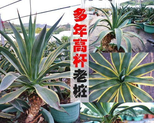 龙舌兰多肉栽后的养护技巧（打造健康繁茂的龙舌兰多肉花园）