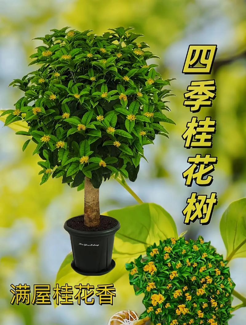 以桂花树怎么样插活（了解桂花树的生长特点与插活技巧）