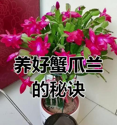 蟹爪兰过水了怎么办？（教你正确处理蟹爪兰浇水过多的情况）