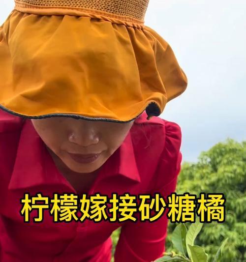 柠檬嫁接