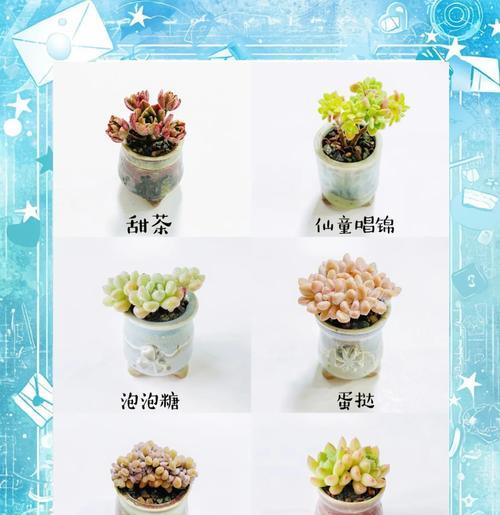 打造多肉植物的理想生长环境（以多肉植物怎么配土为主题的育种技巧和土壤选择）