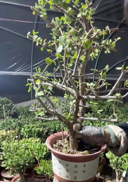 如何正确修剪高大的金枝玉叶（高度掌控，让金枝玉叶更加优美）