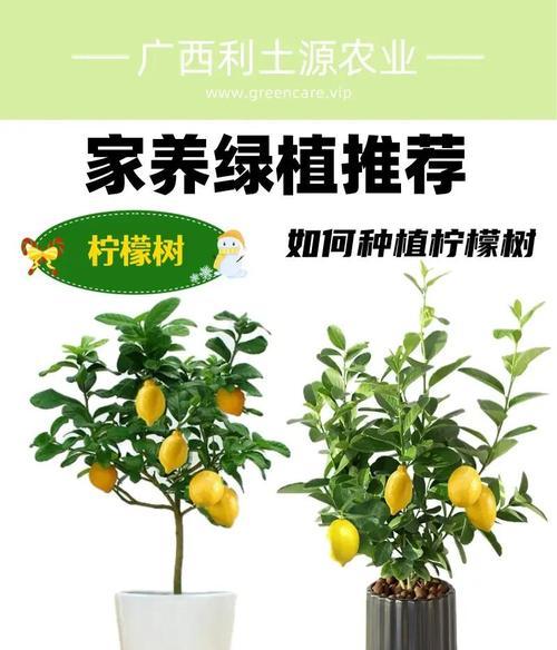 怎样正确浇水柠檬树（注意事项、浇水方法、）