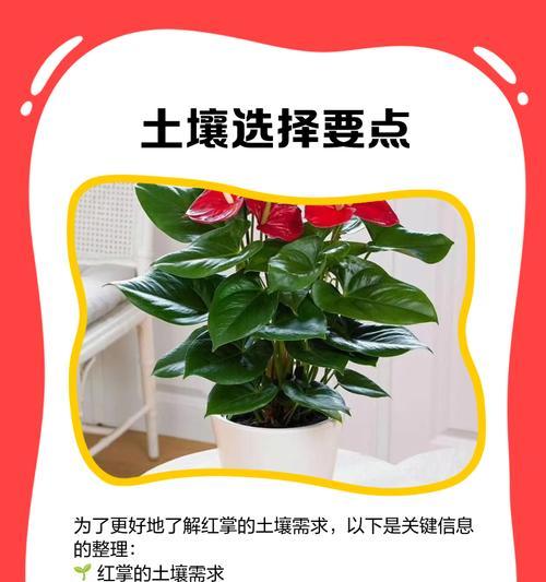 红掌植株散乱的解决方法（打造整齐有序的红掌植株展示）