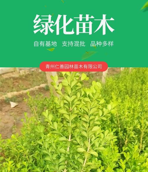 黄杨花期及花语详解（一年四季黄杨花开不停，寓意深远）