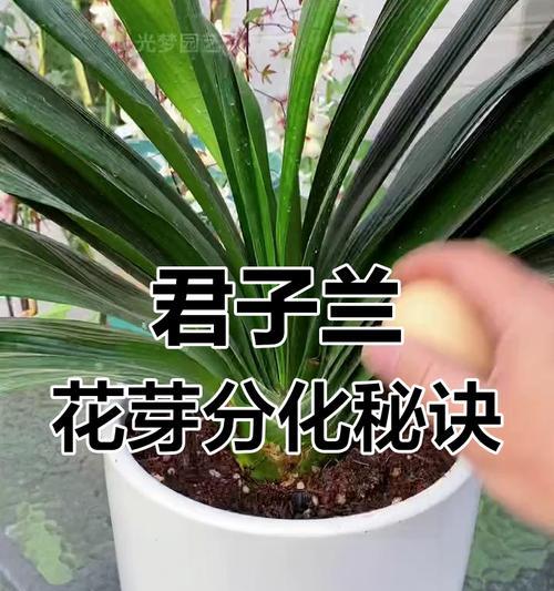 君子兰，水中仙子（探秘君子兰的水性和养护技巧）