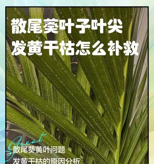 散尾葵生病菌的治疗方法（防治散尾葵生病菌，关键是早发现早治疗）