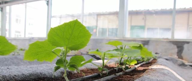 如何挑选合适的种植泥土？（有效选择土壤品质的关键因素及种植技巧）