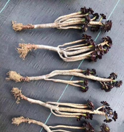 多肉植物的根部晾干方法（掌握正确的多肉植物根部晾干技巧）