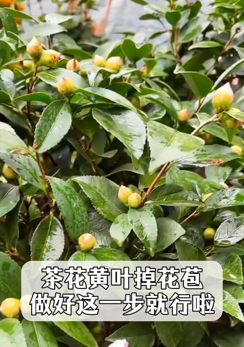 茶花受冻枯了怎么办（保护受冻的茶花，使其复苏重生）
