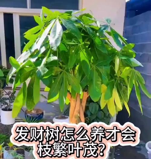 盆景发财树养护指南（培育一棵健康的发财树的关键技巧）