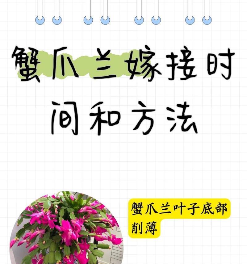 掌握正确的方法，轻松瘦身蟹爪兰（以蟹爪兰变薄的有效技巧，让你的植物焕发新生命力）