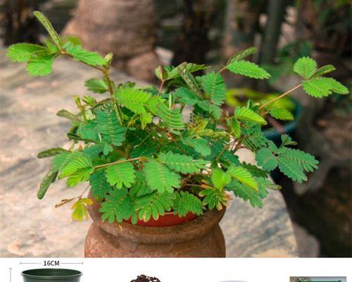 种植含羞草的技巧与注意事项（让含羞草绽放美丽花朵，教你去掉含羞草的种子）