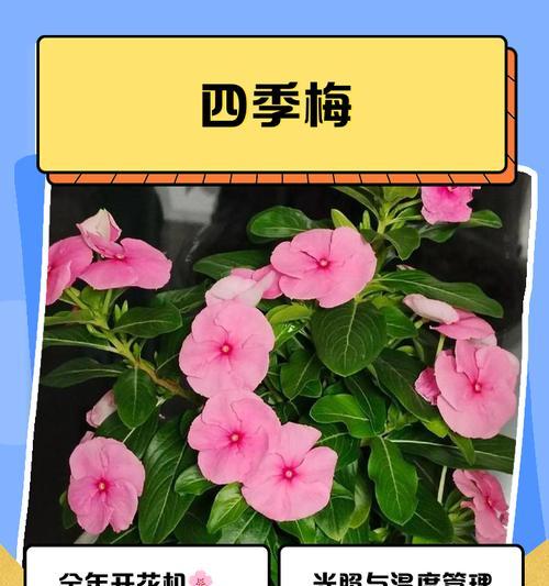 四季梅的繁殖技巧及注意事项（以一支四季梅怎么繁殖？）